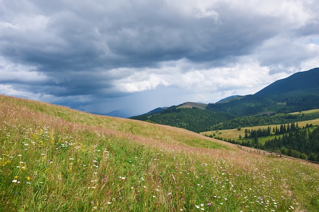 Berglandschaft mit Gras und Blumen im Vordergrund. Sonniger Tag. Karpaten, Ukraine