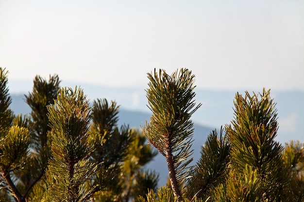 Berglandschaft mit Pinien