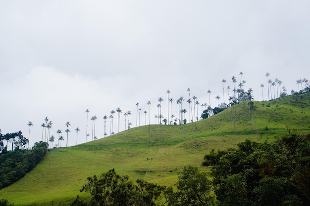 Berglandschaft mit Wachspalmen in CocoraSalentoQuindioKolumbien