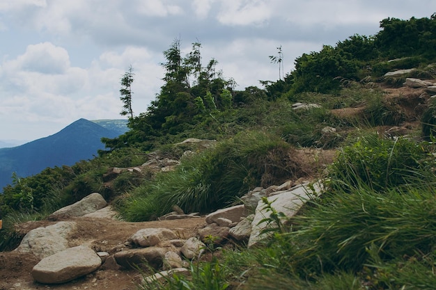 Berglandschaft mit Wolken Tierwelt