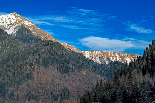 Berglandschaft Nadelwald im Vordergrund schneebedeckte Berggipfel im Hintergrund Klarer blauer Himmel an einem sonnigen Tag