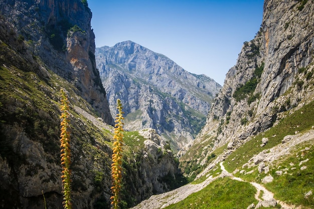 Berglandschaft Picos de Europa Asturien Spanien