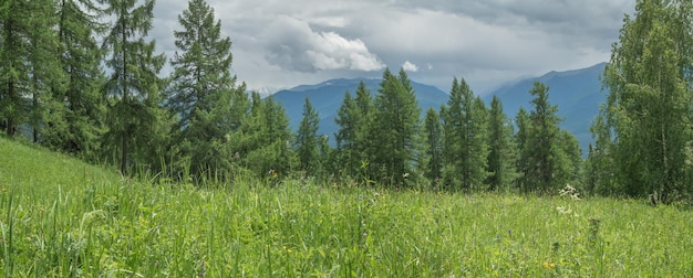 Berglandschaft Sommergrün Wald und Berge in Wolken