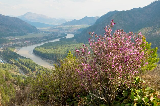 Berglandschaftsblick blühende Büsche mit rosa Blumen an den Berghängen