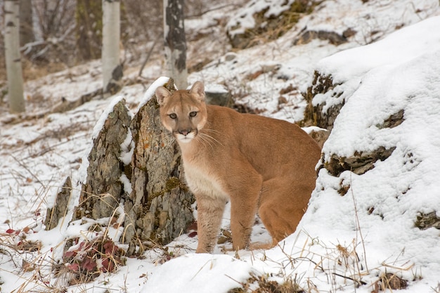 Berglöwe, der zwischen Felsen im Winter im Schnee auftaucht