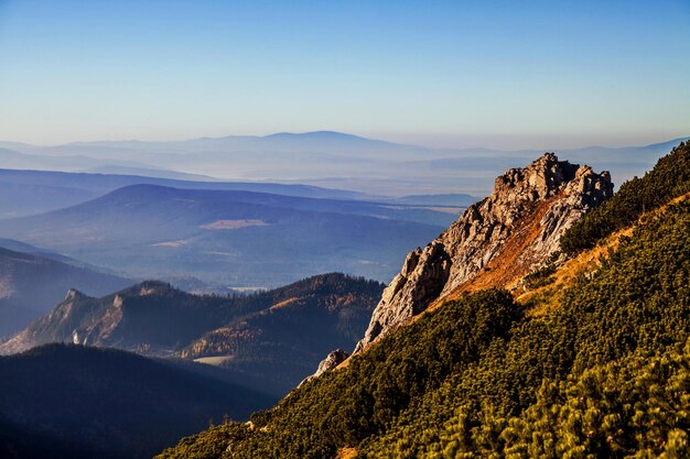 Bergpanoramalandschaft mit Baumwald