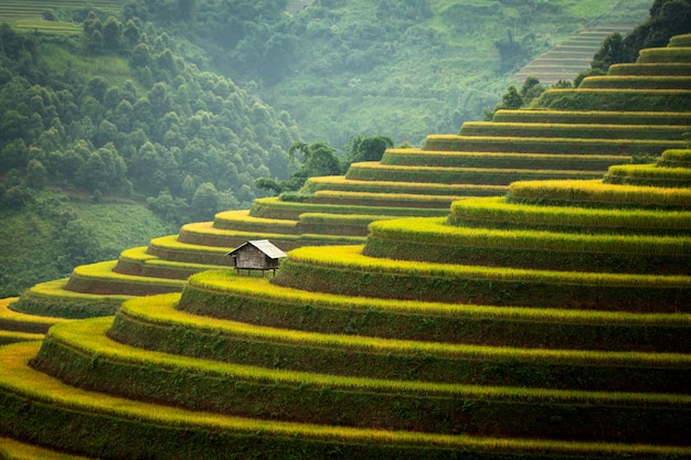 Bergreis Pflanzen Reisfelder auf der Terrasse des Dorfes Cang Chai, Vietnam. Vietnam-Landschaft.