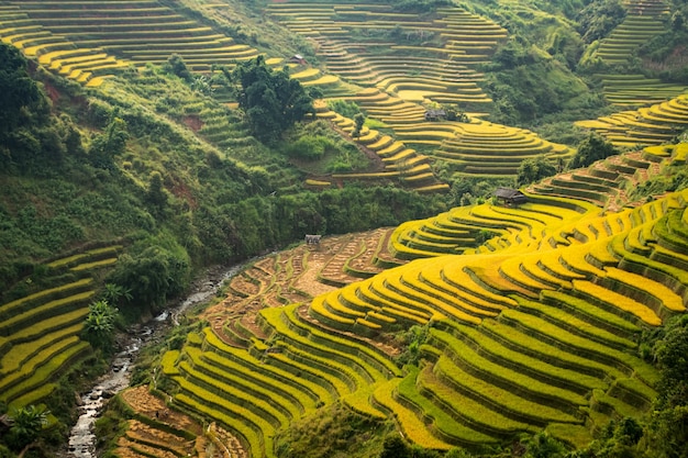 Bergreis Pflanzen Reisfelder auf der Terrasse des Dorfes Cang Chai, Vietnam. Vietnam-Landschaft.