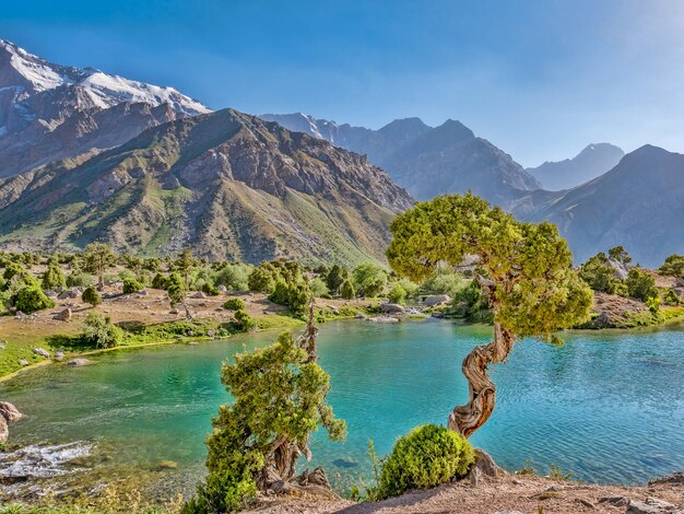 Bergsee mit türkisfarbenem Wasser und einem Wacholderbaum im Sonnenschein auf einem felsigen Gebirgshintergrund. Fann-Gebirge, Tadschikistan, Zentralasien