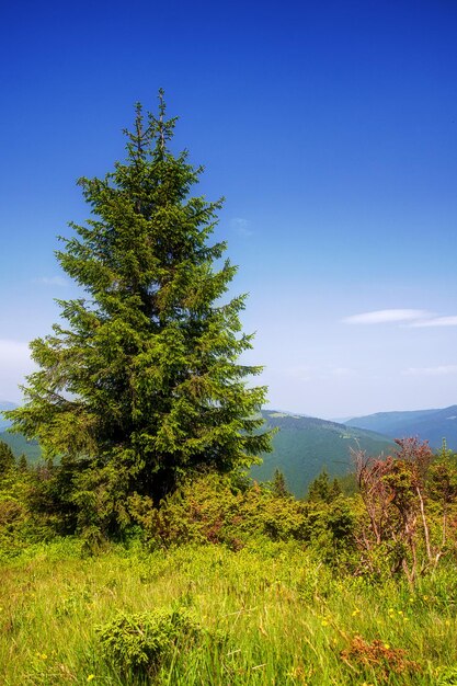 Foto bergspitzen waldwolken und blauer himmel