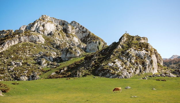 Bergsteiger auf einem Felsen und einer Kuh auf dem Gras