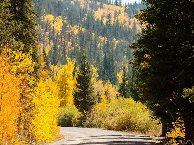 Bergstraße an einem sonnigen Herbsttag auf Boreas Pass, Colorado.