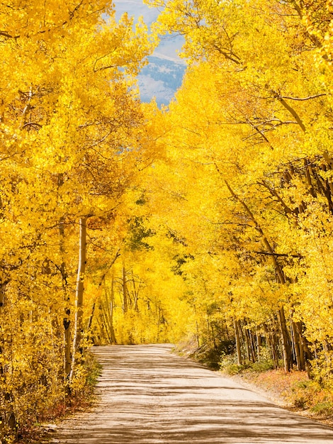 Bergstraße an einem sonnigen Herbsttag auf Boreas Pass, Colorado.