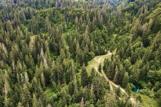 Bergstraße durch den grünen Kiefernwald. Schöne Naturlandschaft