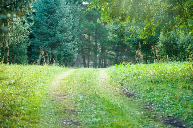 Bergstraße im Wald