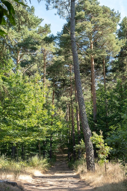 Bergstraße zwischen Bäumen mit blauem Himmel im Hintergrund