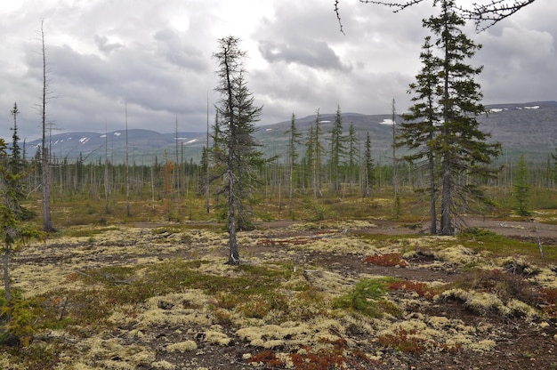 Bergtaiga Taimyr