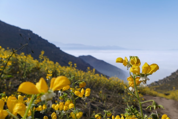 bergtal blumenlandschaft gelbe blumen