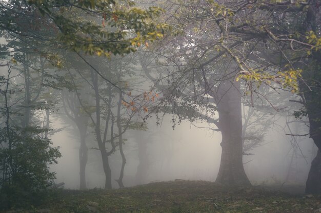 Bergwald im dichten Nebel