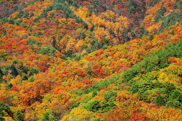 Bergwald im Herbst