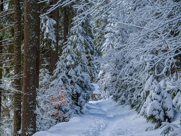 Bergwald im Winter