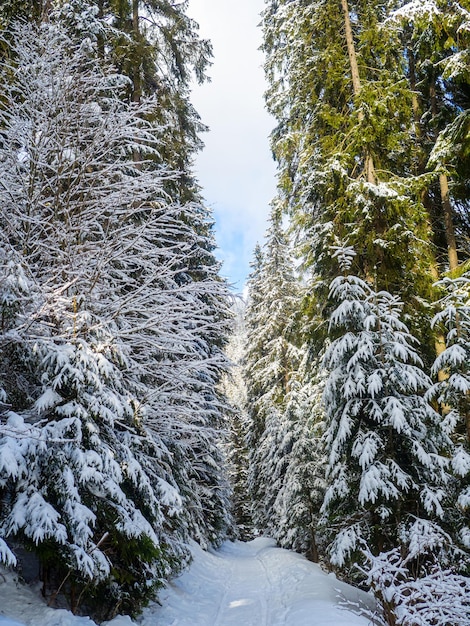 Bergwald im Winter