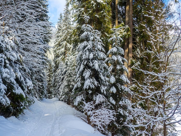 Bergwald im Winter