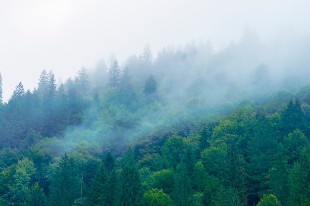 Bergwald mit Dunst auf Bäumen