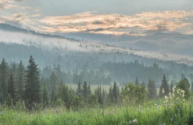 Bergwald neblige Abendwildnis