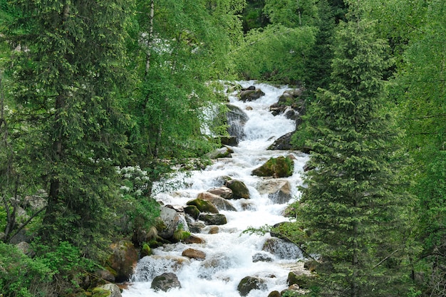 Bergwaldfluss mit Steinen und Grünpflanzen