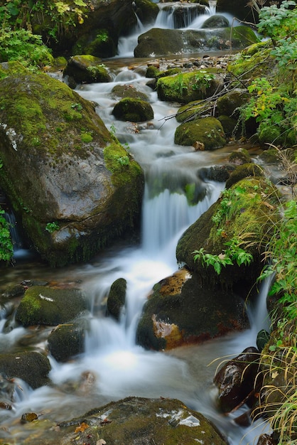 bergwaldlandschaftbach mit frischem wasser