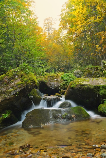 bergwaldlandschaftbach mit frischem wasser