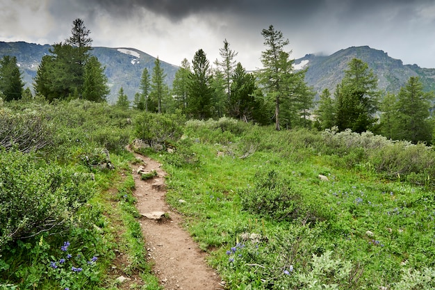 Bergwaldweg zwischen Zedern und Tannen. Wandern Bergtourismus. Skandinavier, der im Wald in den Bergen geht. Camping. Altai