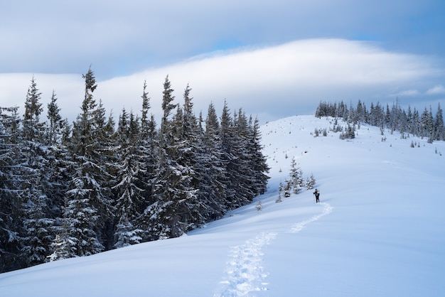 Bergwanderung im Winter. Ein Tourist geht einen verschneiten Weg entlang. Landschaft mit Fichtenwald