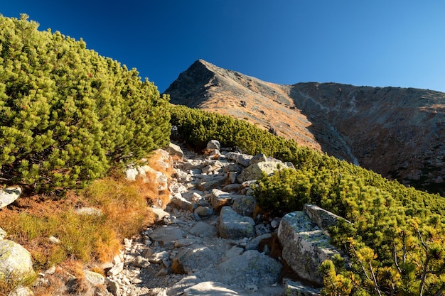 Bergweg zum Gipfel Krivan in der Hohen Tatra Slowakei