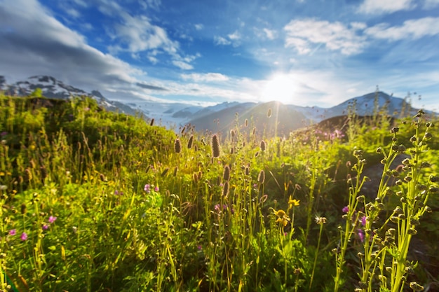 Bergwiese am sonnigen Tag.