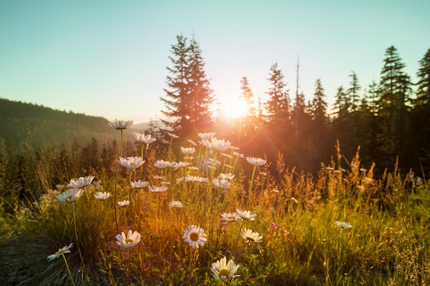 Bergwiese im sonnigen Tag