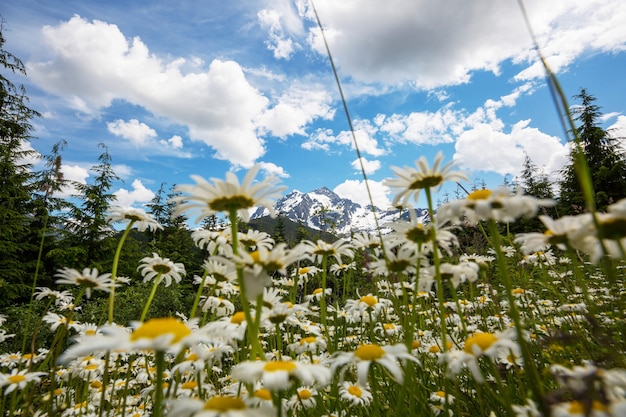 Bergwiese in Alaska, Sommersaison