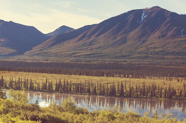 Bergwiese in Alaska