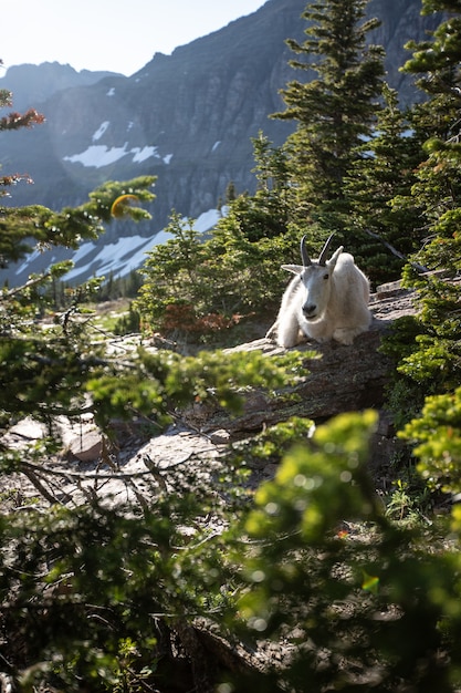 Foto bergziege am glacier national park