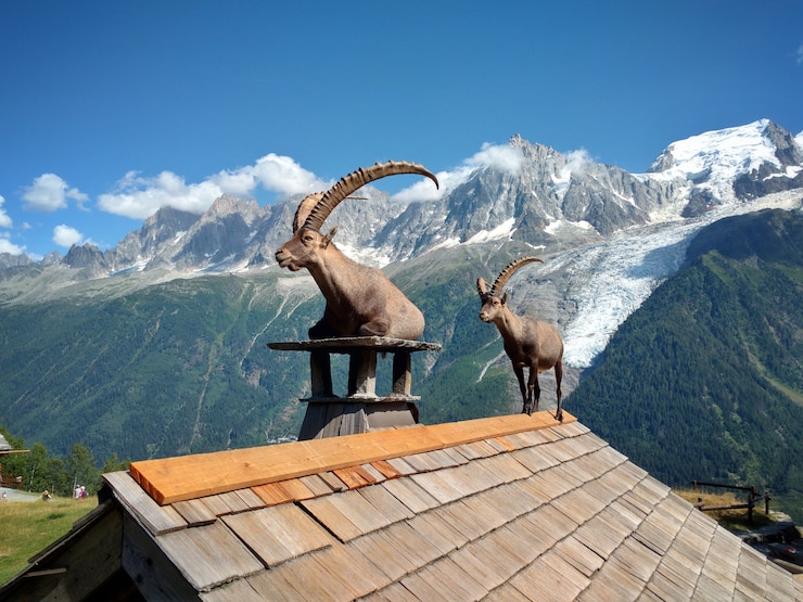 Bergziege auf dem Dach eines Hauses gegen Berge