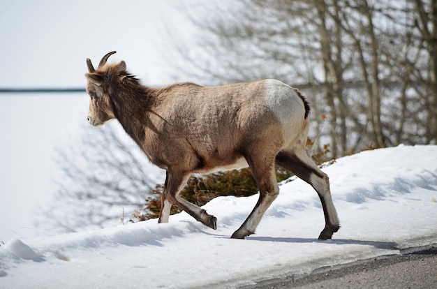 Bergziege im Nationalpark gehen weg von der Straße