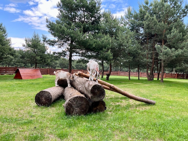 Bergziegen grasen auf dem Feld und auf Holzstämmen