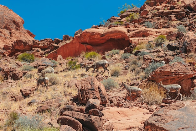 Foto bergziegen im zion-nationalpark