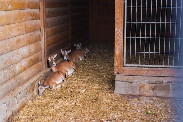 Bergziegen-Porträt. Schöner Sommertag im Zoo