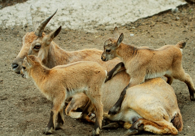 Bergziegenfamilie