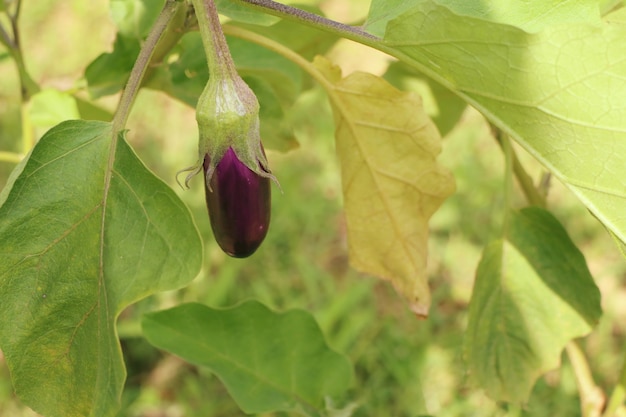 Beringela roxa na natureza