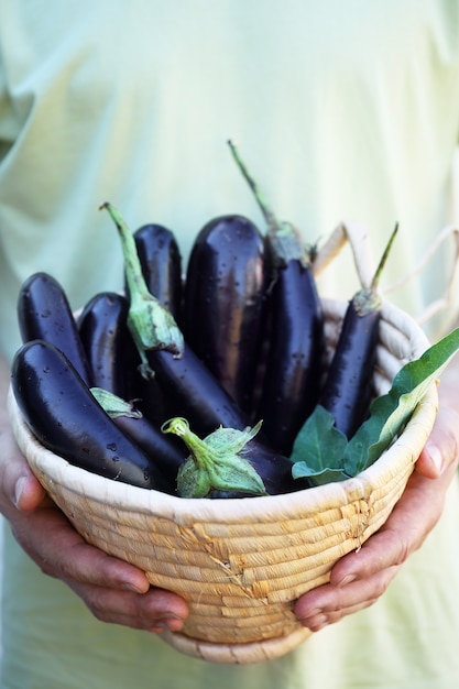 Beringelas em uma cesta