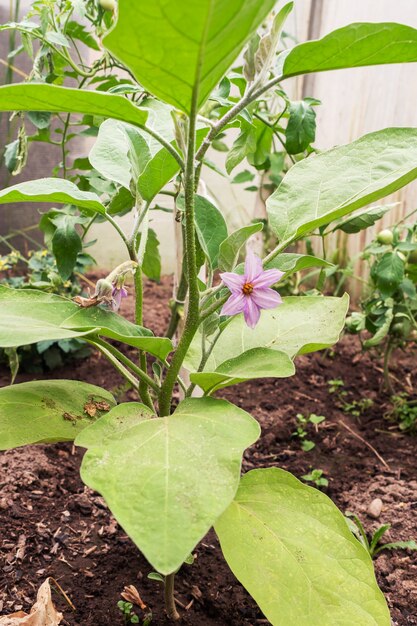 Berinjela cresce no jardim