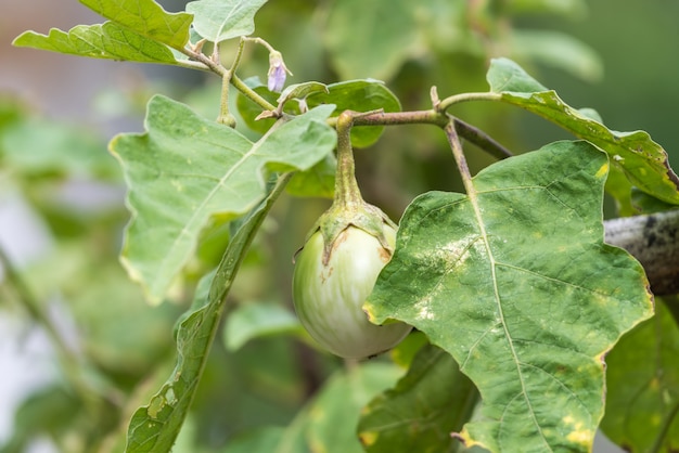 Berinjela tailandesa (berinjela verde, Kantakari) comida tailandesa